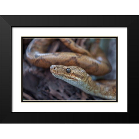 Tree boa snake Black Modern Wood Framed Art Print with Double Matting by Fitzharris, Tim