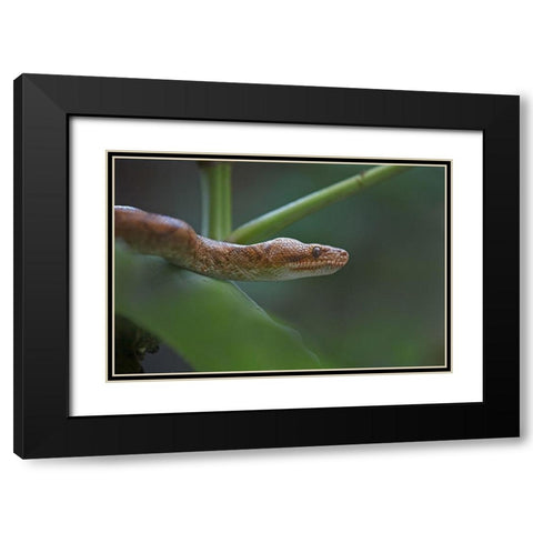 Tree boa snake Black Modern Wood Framed Art Print with Double Matting by Fitzharris, Tim