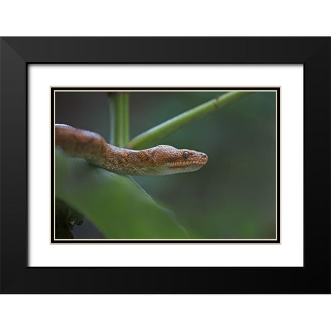 Tree boa snake Black Modern Wood Framed Art Print with Double Matting by Fitzharris, Tim