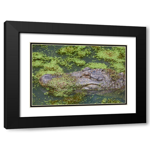 American alligator camouflaged among duckweed Black Modern Wood Framed Art Print with Double Matting by Fitzharris, Tim