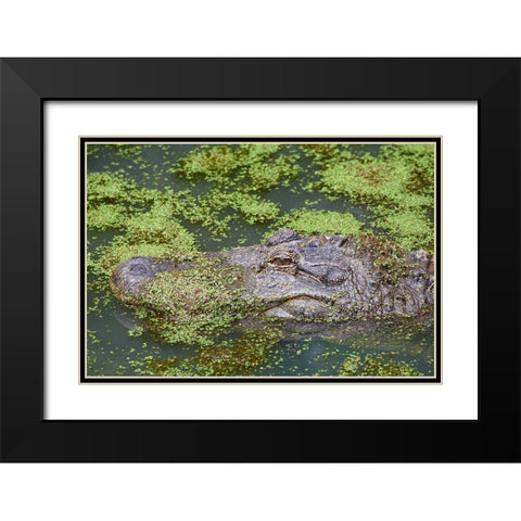 American alligator camouflaged among duckweed Black Modern Wood Framed Art Print with Double Matting by Fitzharris, Tim