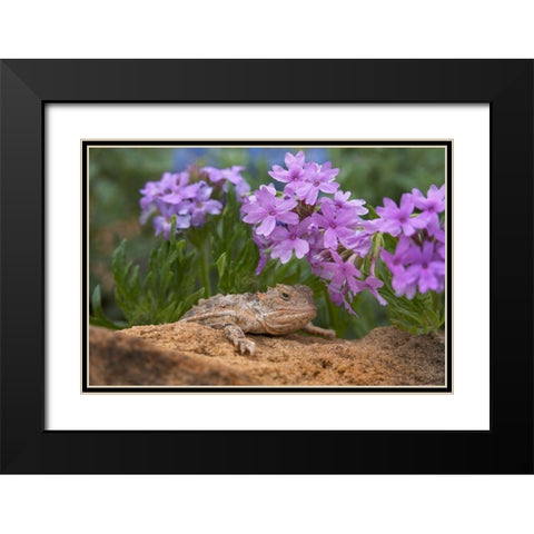 Horny toad lizard among prairie verbena Black Modern Wood Framed Art Print with Double Matting by Fitzharris, Tim