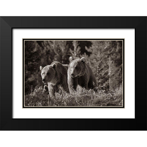 Grizzly bear cubs Sepia Black Modern Wood Framed Art Print with Double Matting by Fitzharris, Tim