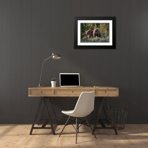 Grizzly bear cubs Black Modern Wood Framed Art Print with Double Matting by Fitzharris, Tim