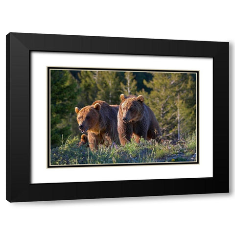 Grizzly bear cubs Black Modern Wood Framed Art Print with Double Matting by Fitzharris, Tim