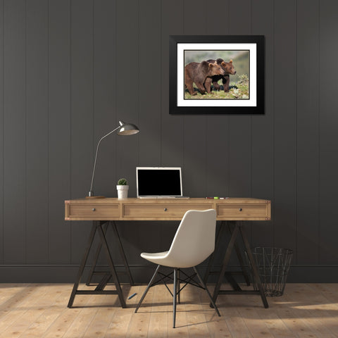 Grizzly bear cubs Black Modern Wood Framed Art Print with Double Matting by Fitzharris, Tim