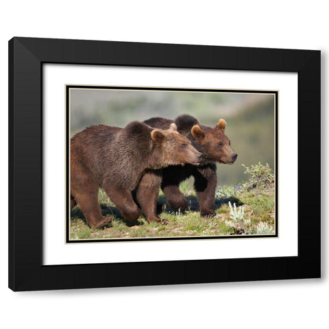 Grizzly bear cubs Black Modern Wood Framed Art Print with Double Matting by Fitzharris, Tim