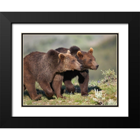 Grizzly bear cubs Black Modern Wood Framed Art Print with Double Matting by Fitzharris, Tim