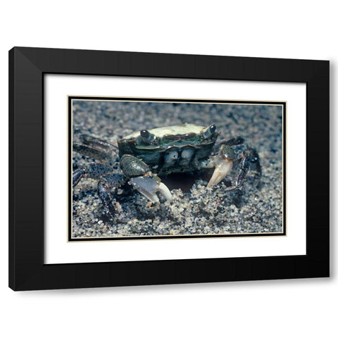 Sand crab Black Modern Wood Framed Art Print with Double Matting by Fitzharris, Tim