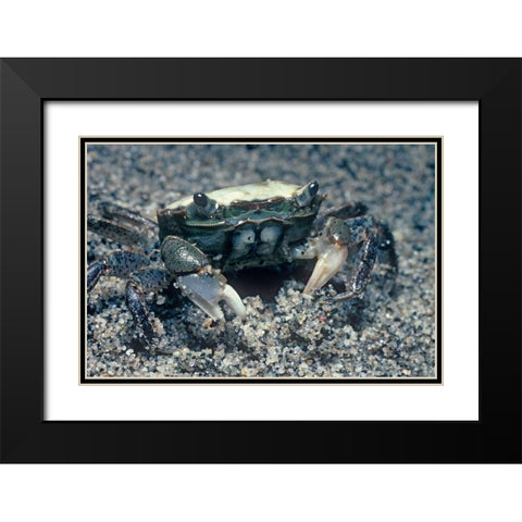 Sand crab Black Modern Wood Framed Art Print with Double Matting by Fitzharris, Tim