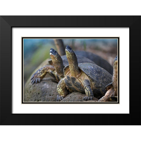 Tortoise Black Modern Wood Framed Art Print with Double Matting by Fitzharris, Tim