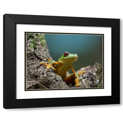 Gliding leaf frog Black Modern Wood Framed Art Print with Double Matting by Fitzharris, Tim