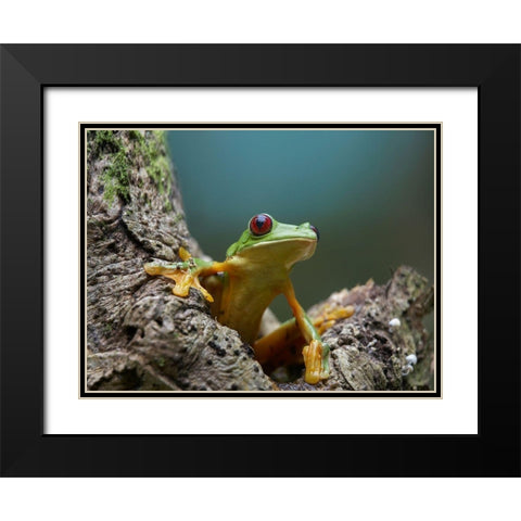 Gliding leaf frog Black Modern Wood Framed Art Print with Double Matting by Fitzharris, Tim