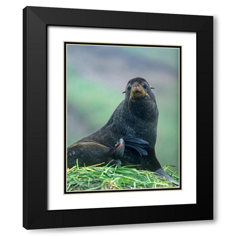Northern Fur Seal Black Modern Wood Framed Art Print with Double Matting by Fitzharris, Tim