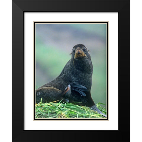 Northern Fur Seal Black Modern Wood Framed Art Print with Double Matting by Fitzharris, Tim