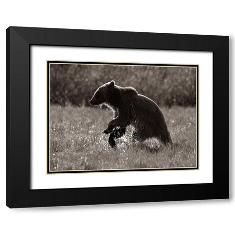 Grizzly bear Sepia Black Modern Wood Framed Art Print with Double Matting by Fitzharris, Tim