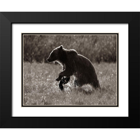 Grizzly bear Sepia Black Modern Wood Framed Art Print with Double Matting by Fitzharris, Tim