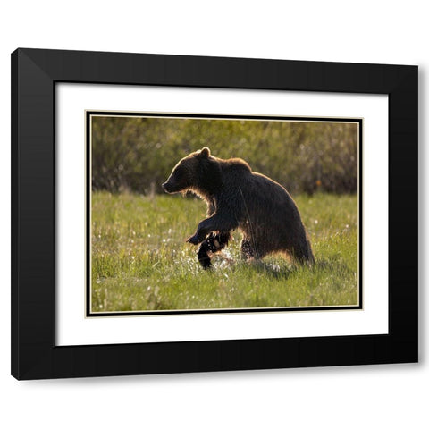 Grizzly bear Black Modern Wood Framed Art Print with Double Matting by Fitzharris, Tim