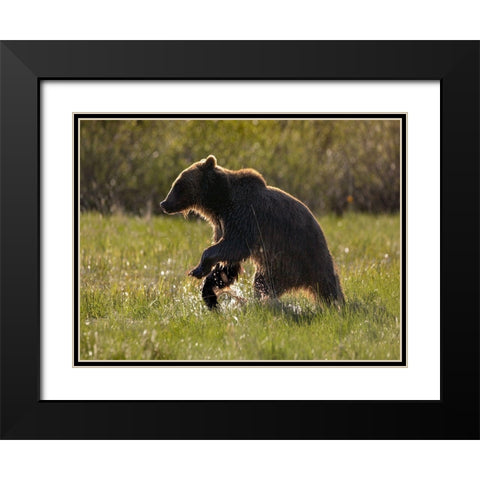 Grizzly bear Black Modern Wood Framed Art Print with Double Matting by Fitzharris, Tim
