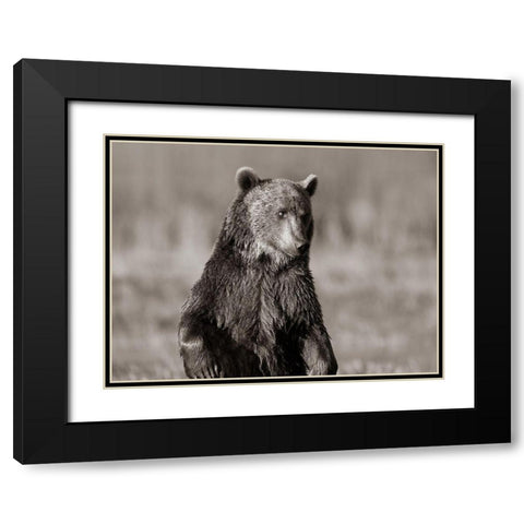 Grizzly bear Sepia Black Modern Wood Framed Art Print with Double Matting by Fitzharris, Tim