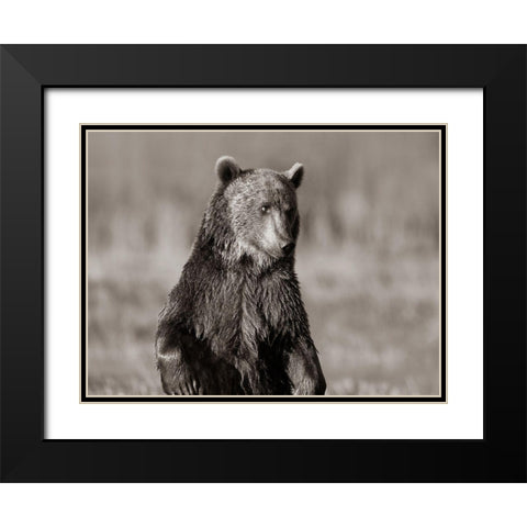 Grizzly bear Sepia Black Modern Wood Framed Art Print with Double Matting by Fitzharris, Tim