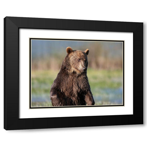 Grizzly bear Black Modern Wood Framed Art Print with Double Matting by Fitzharris, Tim