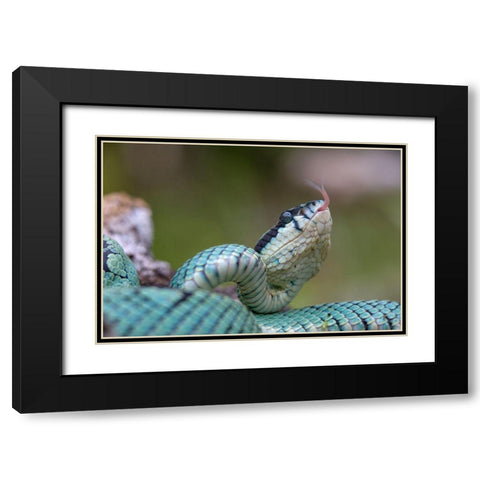 Green pit viper snake Black Modern Wood Framed Art Print with Double Matting by Fitzharris, Tim