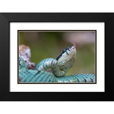 Green pit viper snake Black Modern Wood Framed Art Print with Double Matting by Fitzharris, Tim