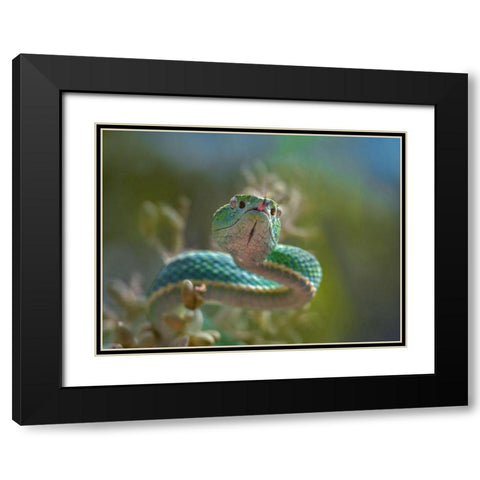 Side-striped palm pit viper snake Black Modern Wood Framed Art Print with Double Matting by Fitzharris, Tim