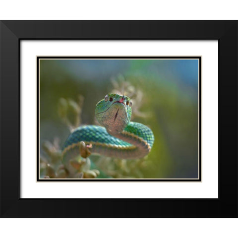 Side-striped palm pit viper snake Black Modern Wood Framed Art Print with Double Matting by Fitzharris, Tim