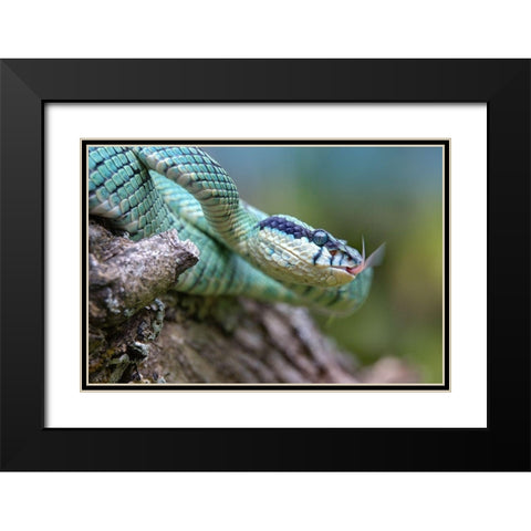 Green pit viper snake Black Modern Wood Framed Art Print with Double Matting by Fitzharris, Tim