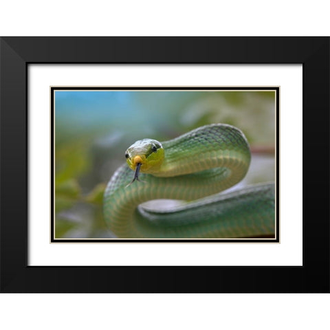 Red-tailed green rat snake Black Modern Wood Framed Art Print with Double Matting by Fitzharris, Tim