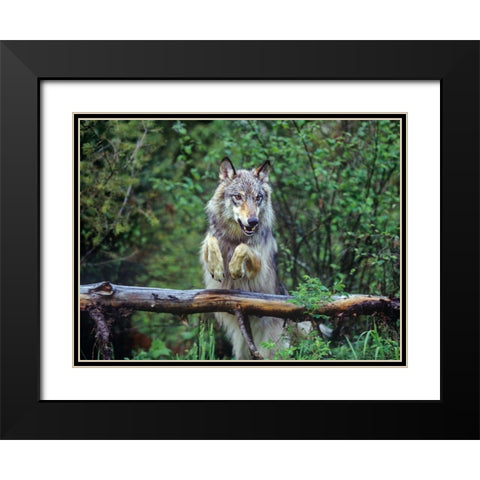 Gray wolf Black Modern Wood Framed Art Print with Double Matting by Fitzharris, Tim