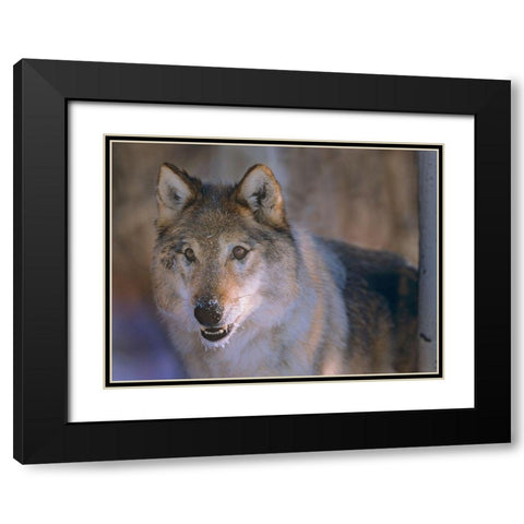 Gray wolf Black Modern Wood Framed Art Print with Double Matting by Fitzharris, Tim