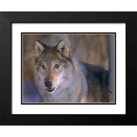 Gray wolf Black Modern Wood Framed Art Print with Double Matting by Fitzharris, Tim