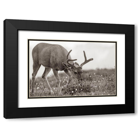 Mule eating lupines Sepia Black Modern Wood Framed Art Print with Double Matting by Fitzharris, Tim