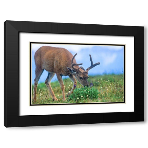 Mule eating lupines Black Modern Wood Framed Art Print with Double Matting by Fitzharris, Tim