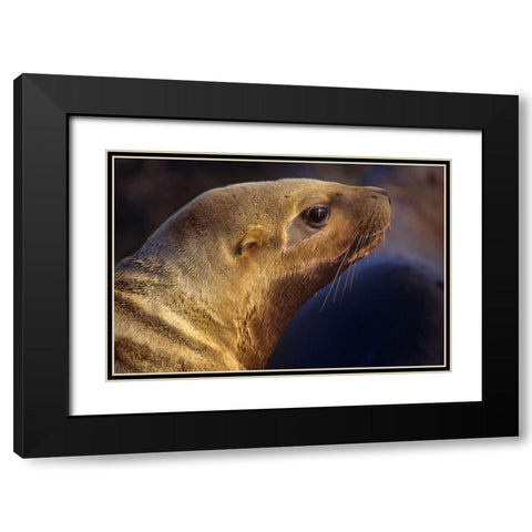 Northern Sea Lion Black Modern Wood Framed Art Print with Double Matting by Fitzharris, Tim