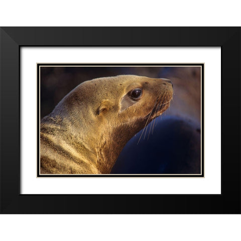 Northern Sea Lion Black Modern Wood Framed Art Print with Double Matting by Fitzharris, Tim