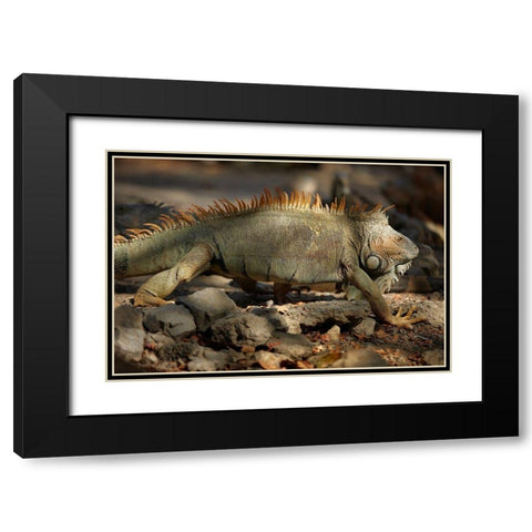 Iguana Black Modern Wood Framed Art Print with Double Matting by Fitzharris, Tim