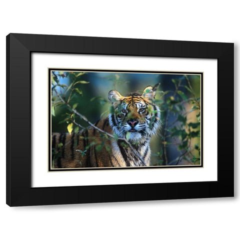 Siberian tiger Black Modern Wood Framed Art Print with Double Matting by Fitzharris, Tim