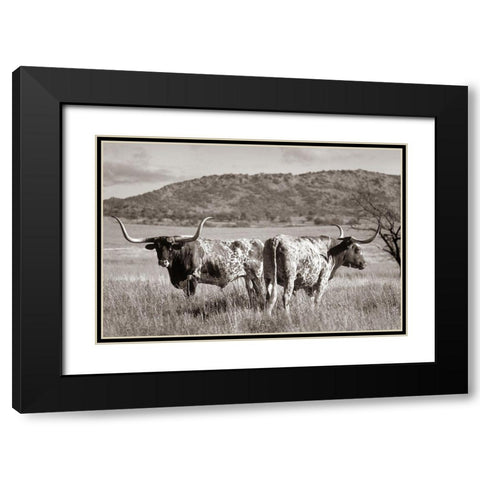 Longhorn cattle Sepia Black Modern Wood Framed Art Print with Double Matting by Fitzharris, Tim