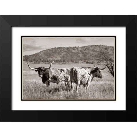 Longhorn cattle Sepia Black Modern Wood Framed Art Print with Double Matting by Fitzharris, Tim