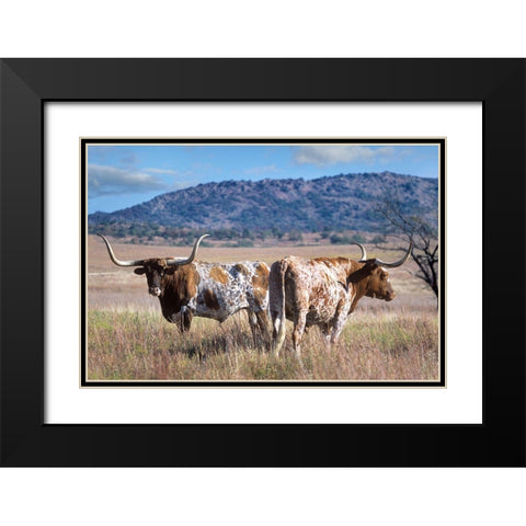 Longhorn cattle Black Modern Wood Framed Art Print with Double Matting by Fitzharris, Tim