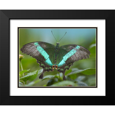 Local Queen butterfly-Papilio daedalus Black Modern Wood Framed Art Print with Double Matting by Fitzharris, Tim