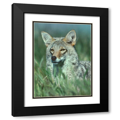 Coyote Grass Black Modern Wood Framed Art Print with Double Matting by Fitzharris, Tim