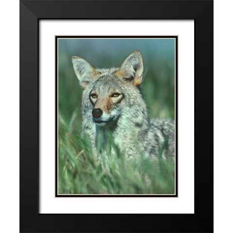 Coyote Grass Black Modern Wood Framed Art Print with Double Matting by Fitzharris, Tim