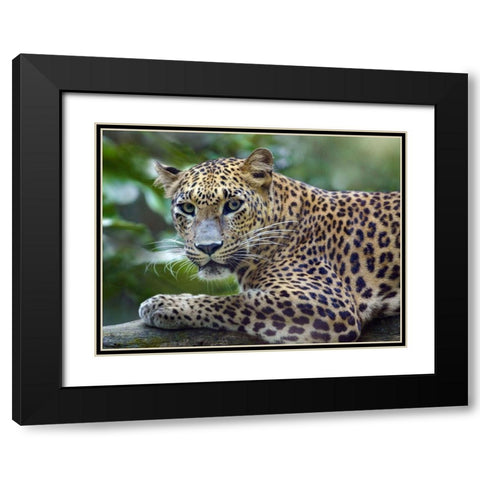 Leopard Black Modern Wood Framed Art Print with Double Matting by Fitzharris, Tim