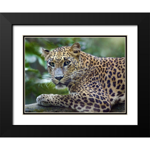 Leopard Black Modern Wood Framed Art Print with Double Matting by Fitzharris, Tim