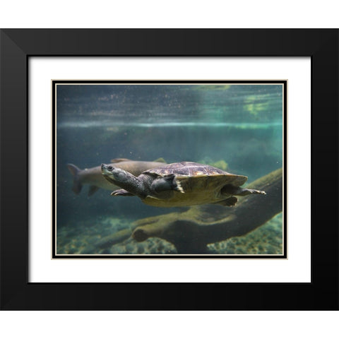 Malaysian pond turtle Black Modern Wood Framed Art Print with Double Matting by Fitzharris, Tim